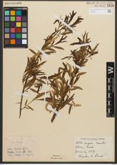 Foto von Salix nigra Marshall